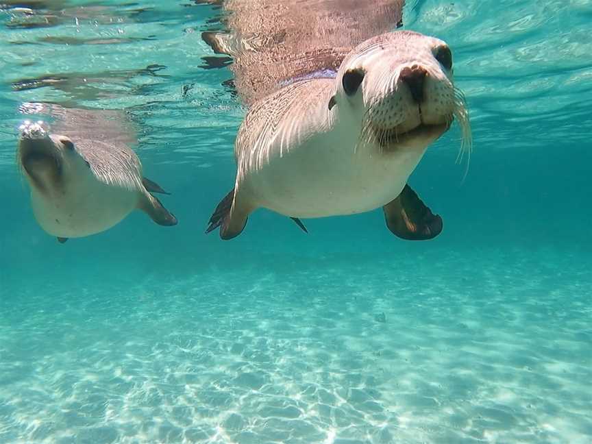 Jurien Bay Oceanic Experience, Tours in Jurien Bay