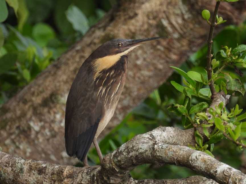 Daintree River Wild Watch, Daintree, QLD