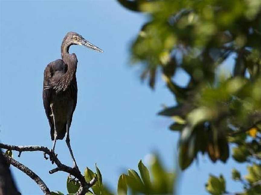 Dan Irby's Mangrove Adventures, Daintree, QLD