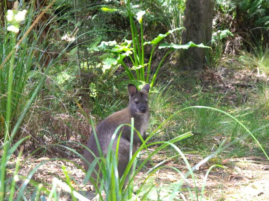 Leven River Cruises, Ulverstone, TAS