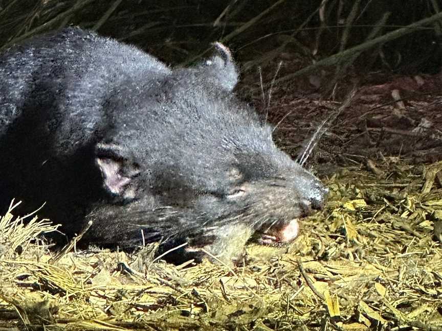 Devils in the Dark, Bicheno, TAS