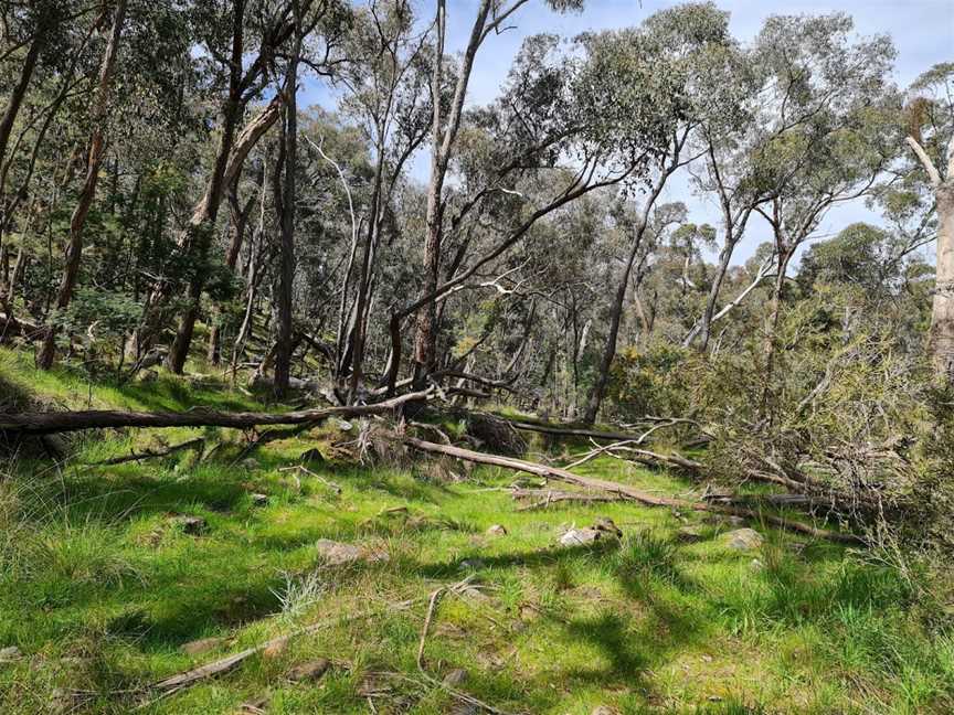 Secret Forest Walks, Daylesford, VIC