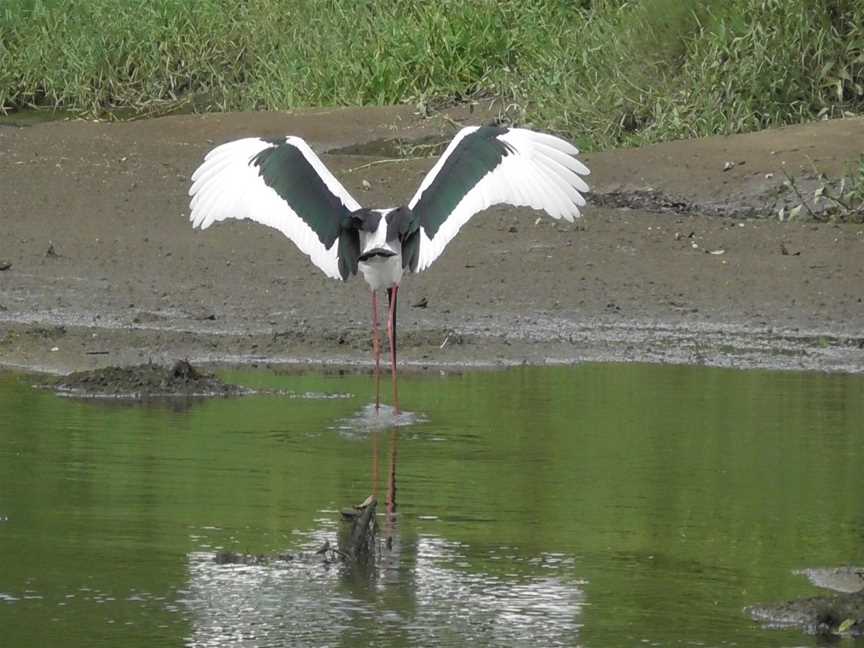 Bruce Belcher’s Daintree River Cruises, Daintree, QLD