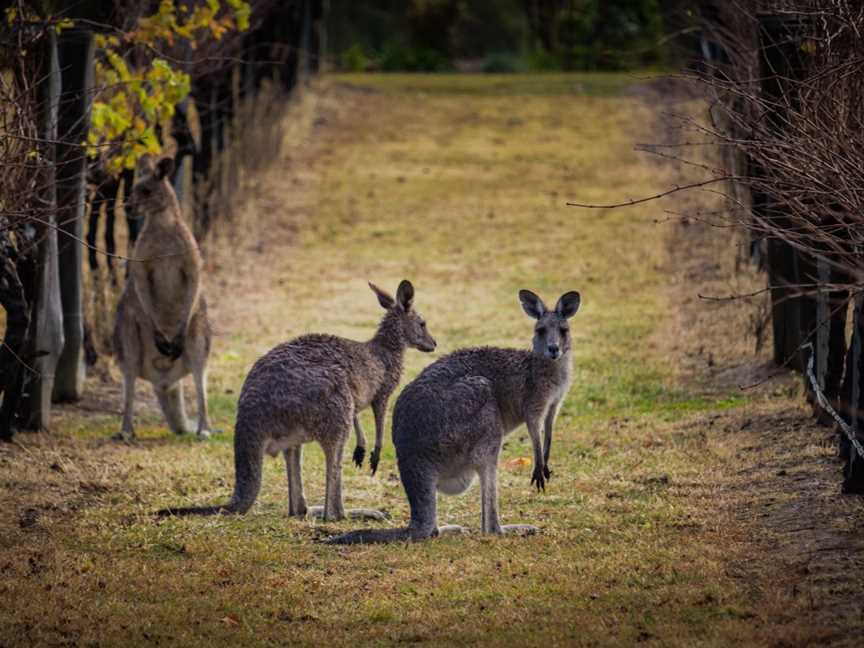 Kangarrific Tours, Sydney, NSW