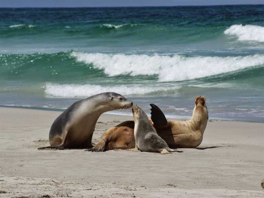 Kangaroo Island Wilderness Tours, Parndana, SA