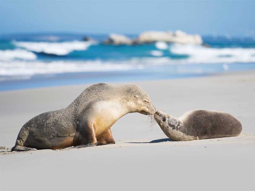 Exceptional Kangaroo Island, Cygnet River, SA