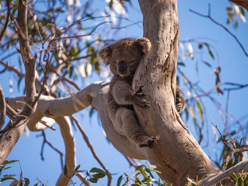 Exceptional Kangaroo Island, Cygnet River, SA