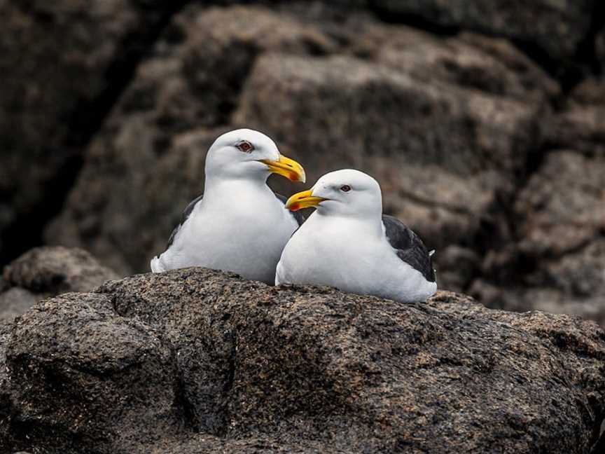 Pennicott Wilderness Journeys - Iron Pot Cruises, Hobart, TAS