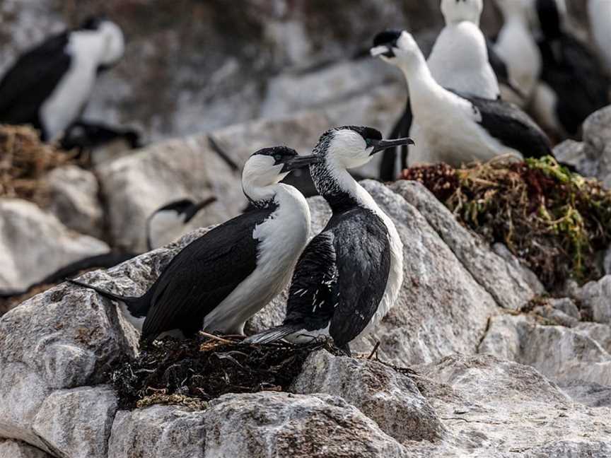 Pennicott Wilderness Journeys - Iron Pot Cruises, Hobart, TAS