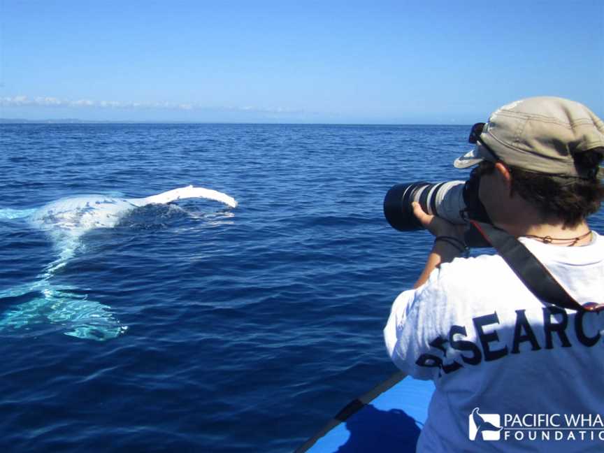 Pacific Whale Foundation Australia, Urangan, QLD