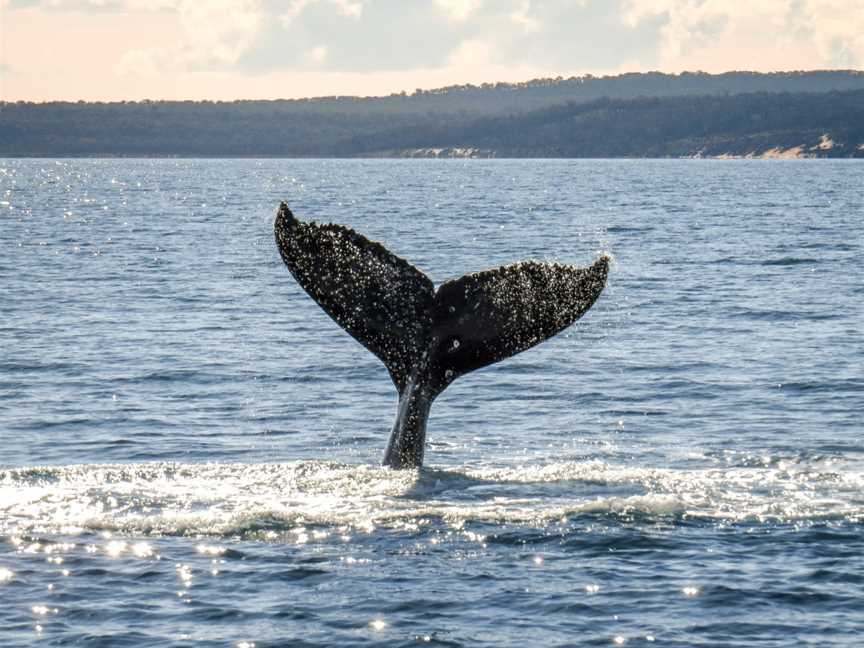 Hervey Bay Whale Watch, Urangan, QLD