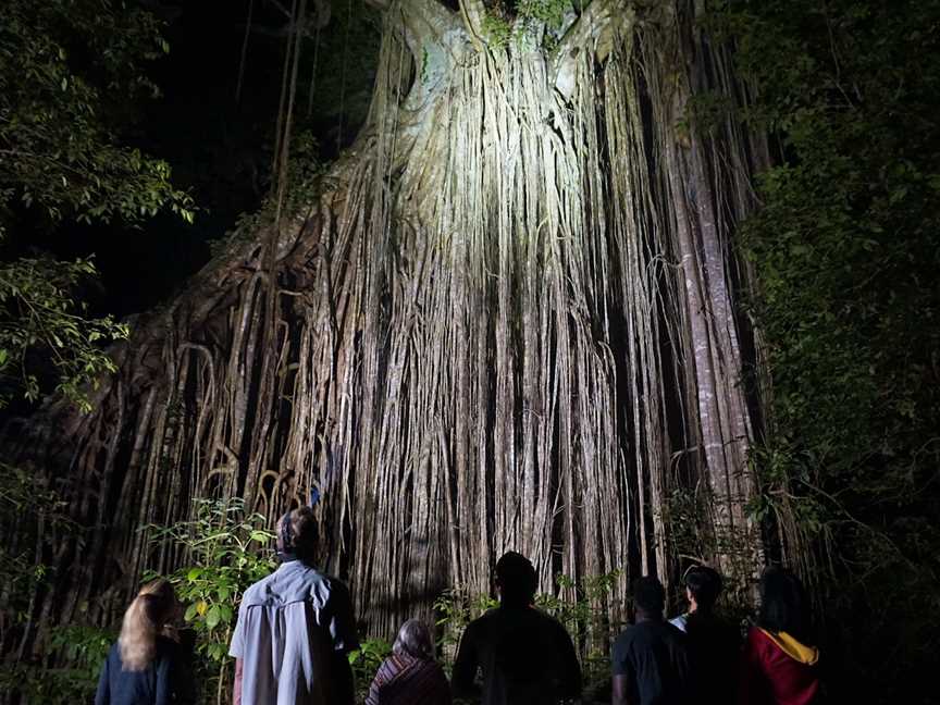 Wait-a-While Rainforest Tours, Cairns City, QLD