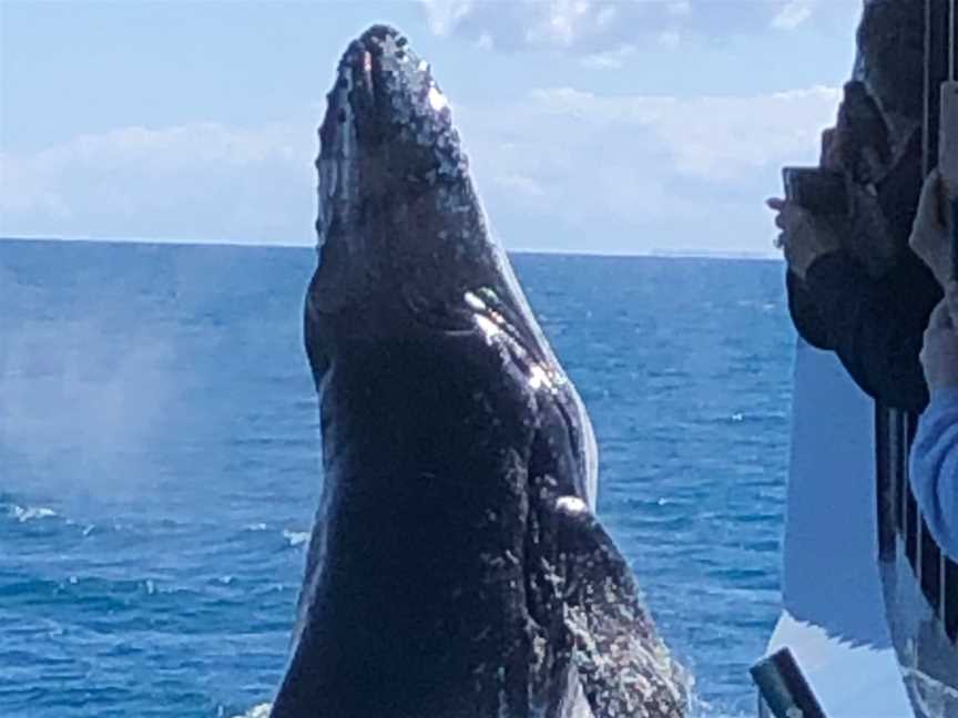 Spirit of Hervey Bay, Urangan, QLD