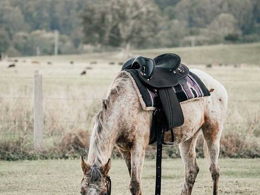 Zephyr Horses, Byron Bay, NSW