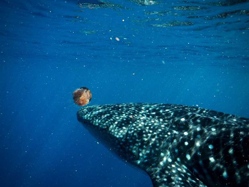 Cruise Ningaloo, Exmouth, WA