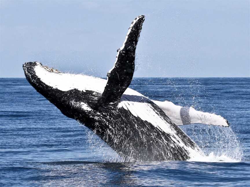 Spirit of Gold Coast Whale Watching, Main Beach, QLD