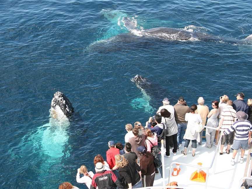 Spirit of Gold Coast Whale Watching, Main Beach, QLD