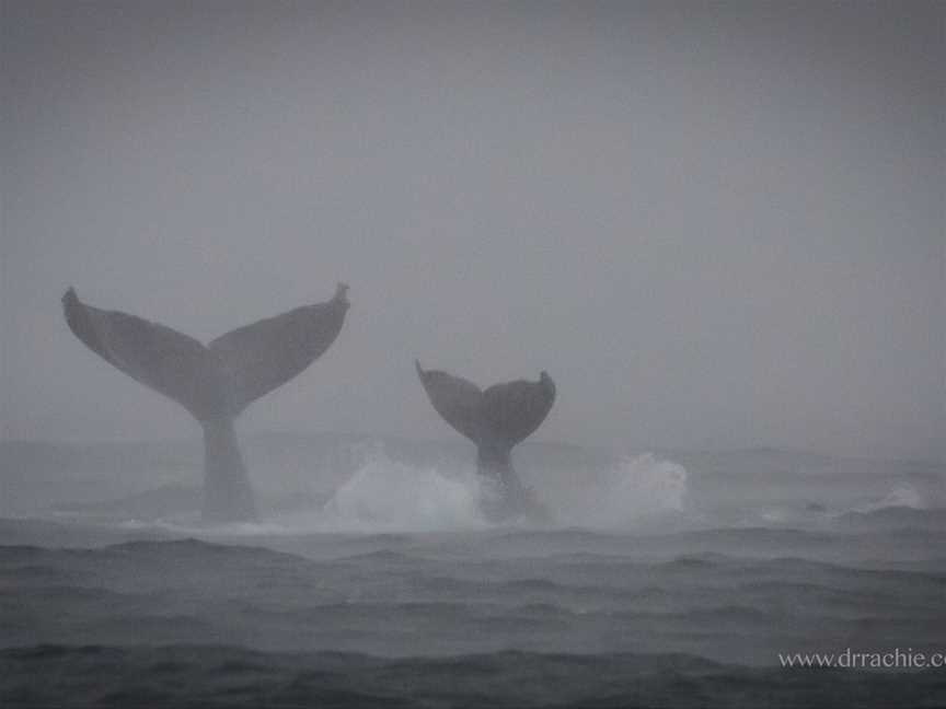 Go Whale Watching Sydney, Sydney, NSW