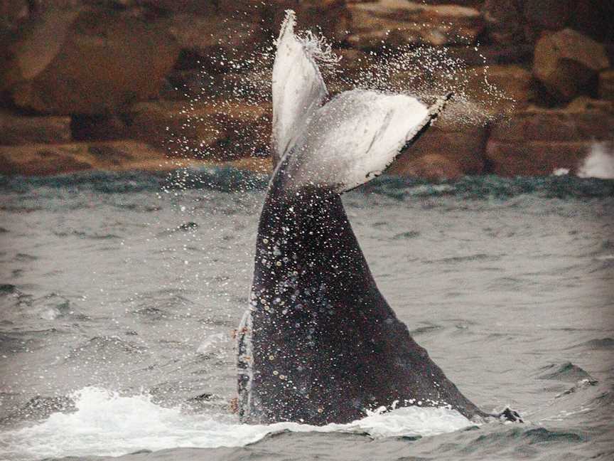 Go Whale Watching Sydney, Sydney, NSW