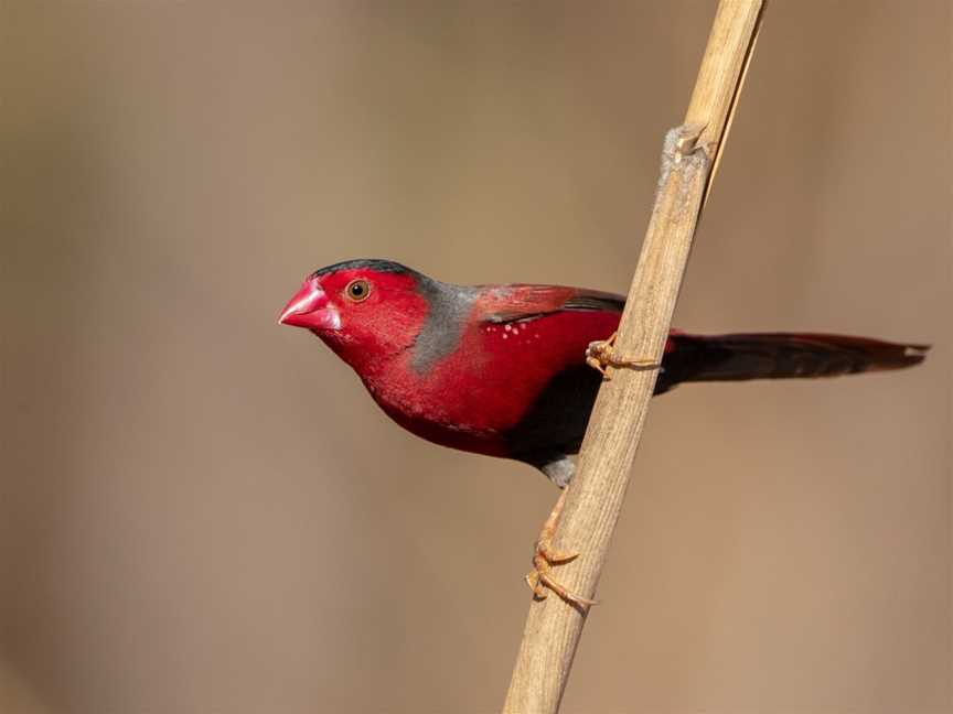 NT Bird Specialists - Birding & Photographic Safaris, Darwin, NT