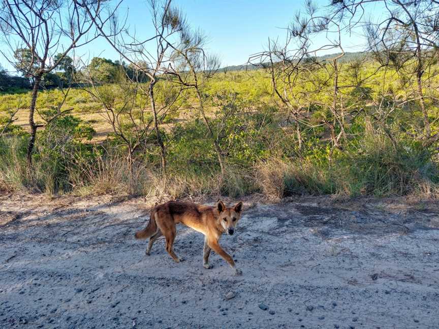 Fraser Experience Tours, Urangan, QLD