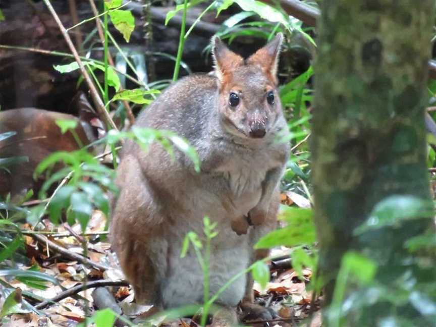 Vision Walks - Eco Tours, Byron Bay, NSW