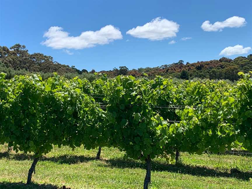 Rambling Wine Tours (Central Victoria), Seymour, VIC