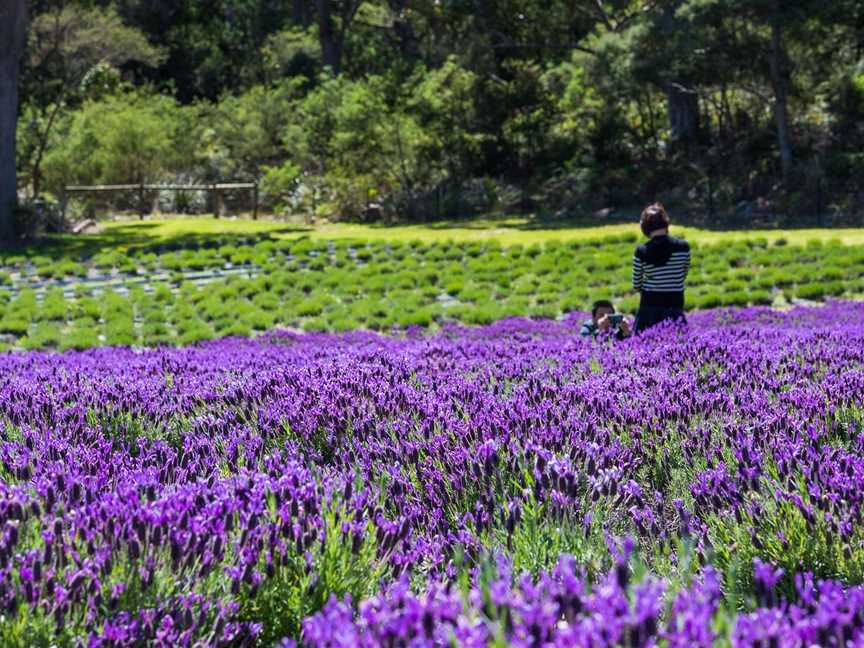 Port Arthur Lavender Farm · Tourist Attraction, Port Arthur, TAS