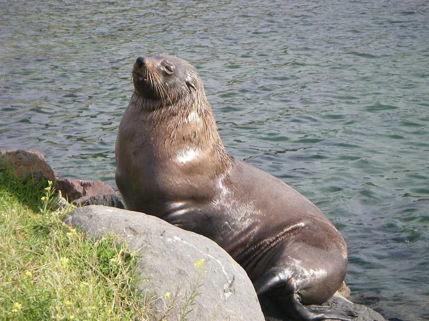 Great Ocean Road Auto Tours - Private Day Tours, Apollo Bay, VIC