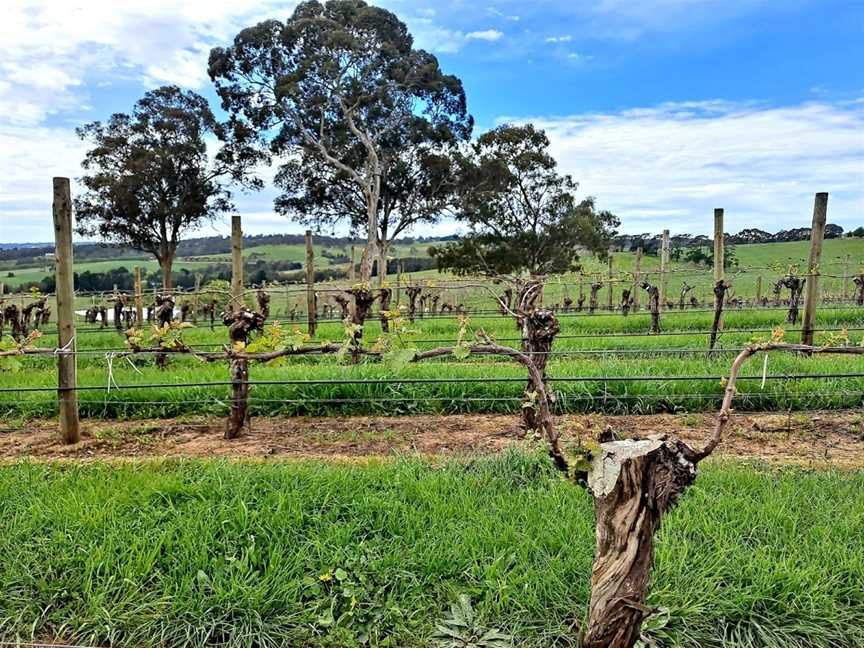 The Lane Vineyard - Experiences, Hahndorf, SA