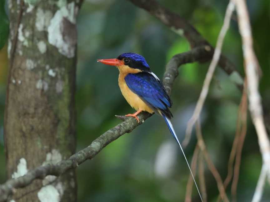 Birdwatching Tropical Australia, Mossman, QLD