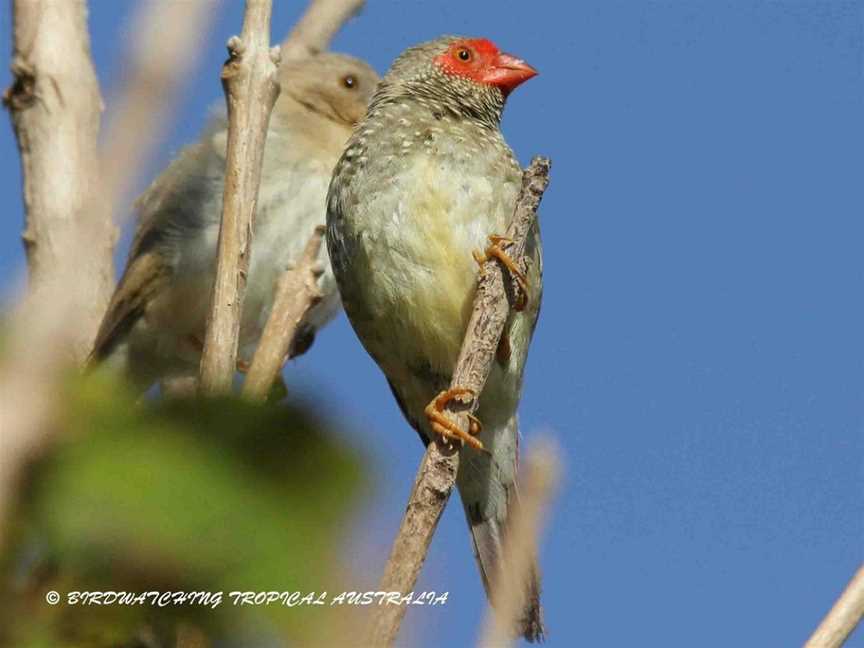 Birdwatching Tropical Australia, Mossman, QLD