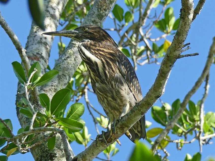 Tropical Treks Birding Adventures, Noosaville, QLD