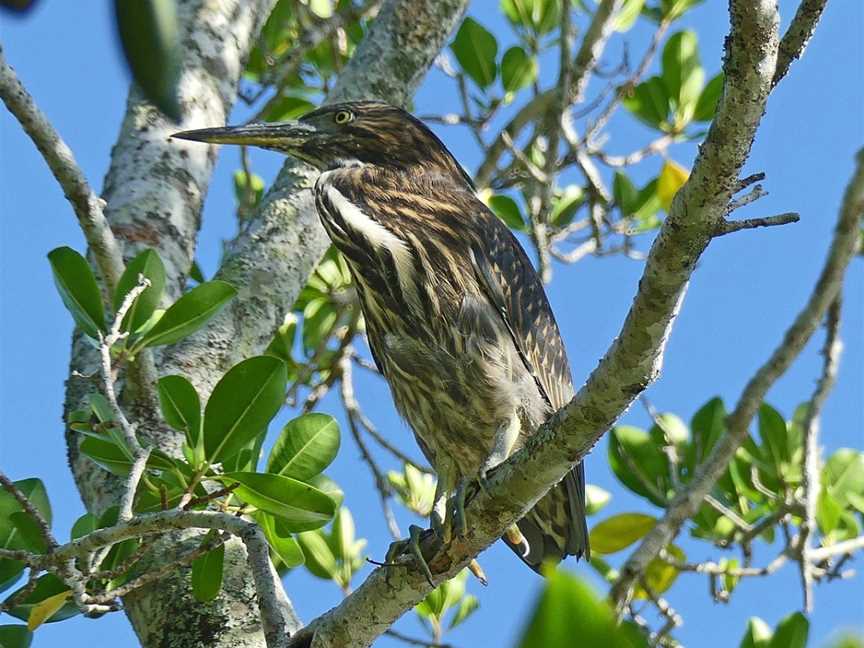 Tropical Treks Birding Adventures, Noosaville, QLD