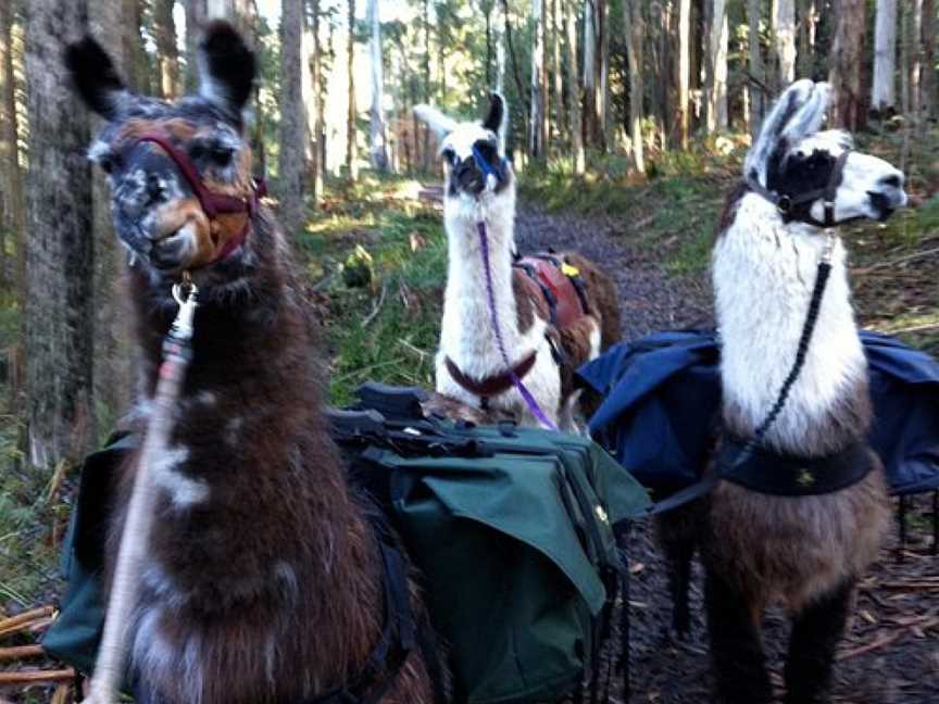 Hanging Rock Llama Treks, Woodend, VIC