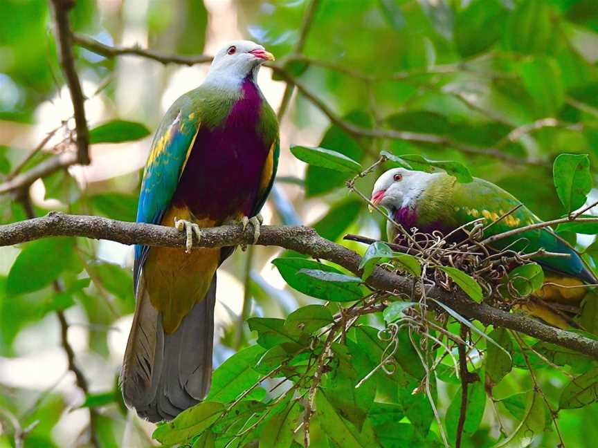 Eyes on Wildlife, Atherton, QLD