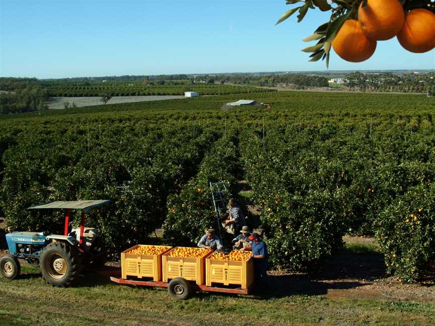 Griffith Tours, Griffith, NSW