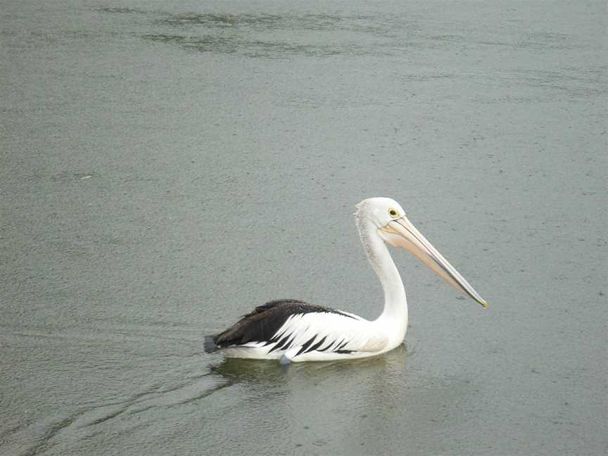 Noosa River Fishing Safaris, Noosaville, QLD