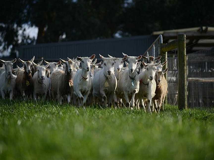 Main Ridge Dairy, Main Ridge, VIC