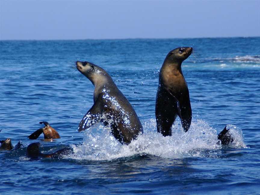 Seals by Sea Tours, Portland, VIC