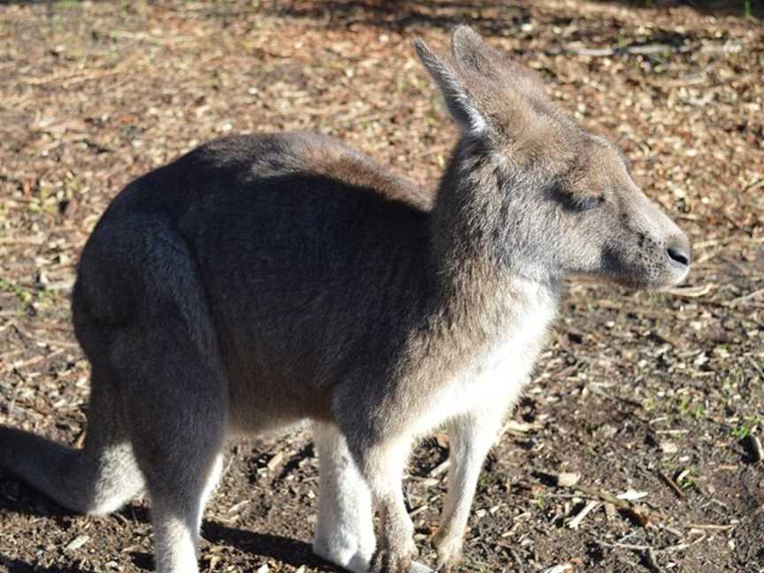 Kanga Road Tours, Melbourne, VIC