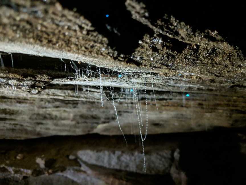 Blue Mountains Glow Worm Tours, Mount Tomah, NSW