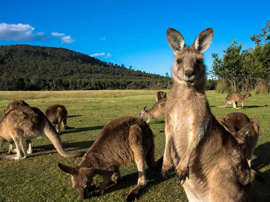 Pepper Bush Adventures - Day Tours, Scottsdale, TAS