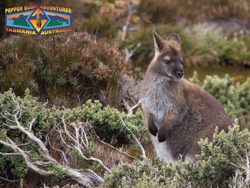 Pepper Bush Adventures - Day Tours, Scottsdale, TAS