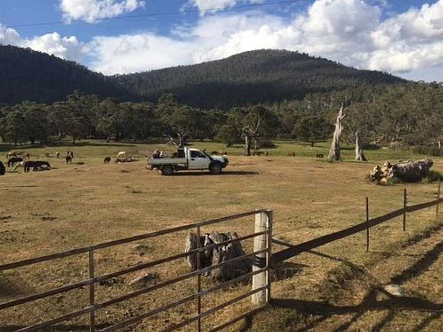 Thredbo Valley Horse Riding, Crackenback, NSW