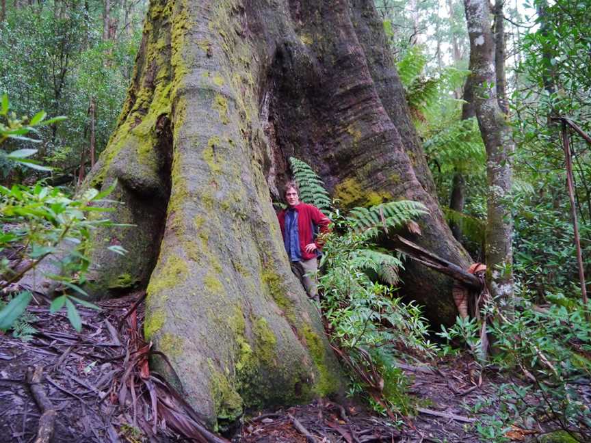 Giant Tree Expeditions, Hobart, TAS