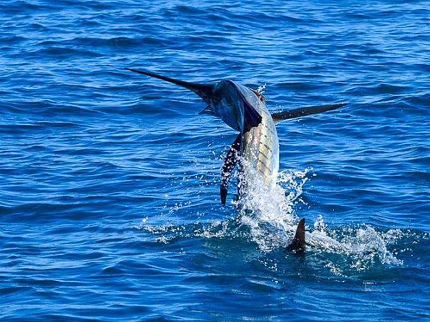 Broome Billfish Charters, Broome, WA