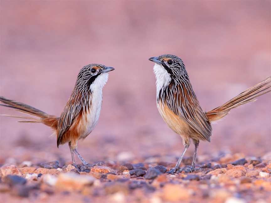 Tracks Birding & Photography Tours, Darwin, NT