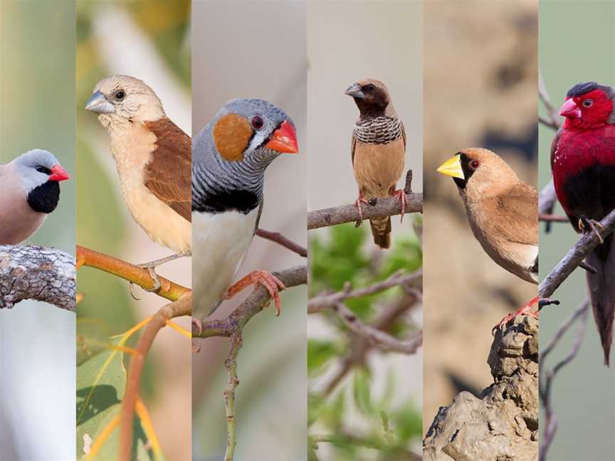 Tracks Birding & Photography Tours, Darwin, NT