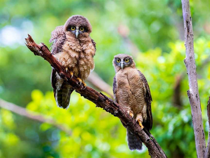 Tracks Birding & Photography Tours, Darwin, NT